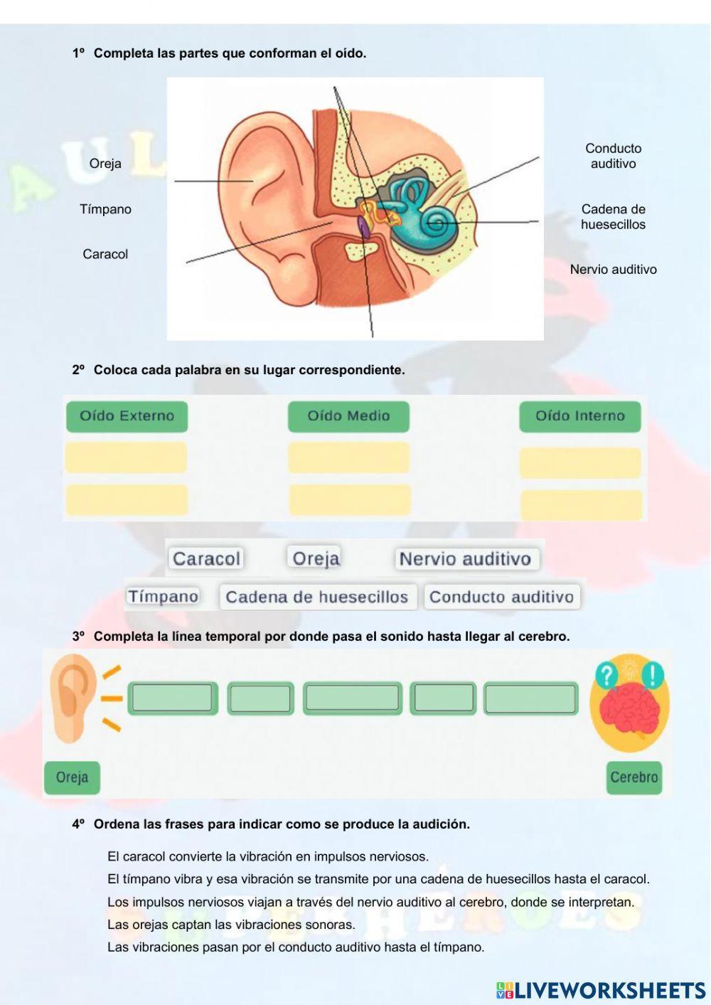 El sentido del oído