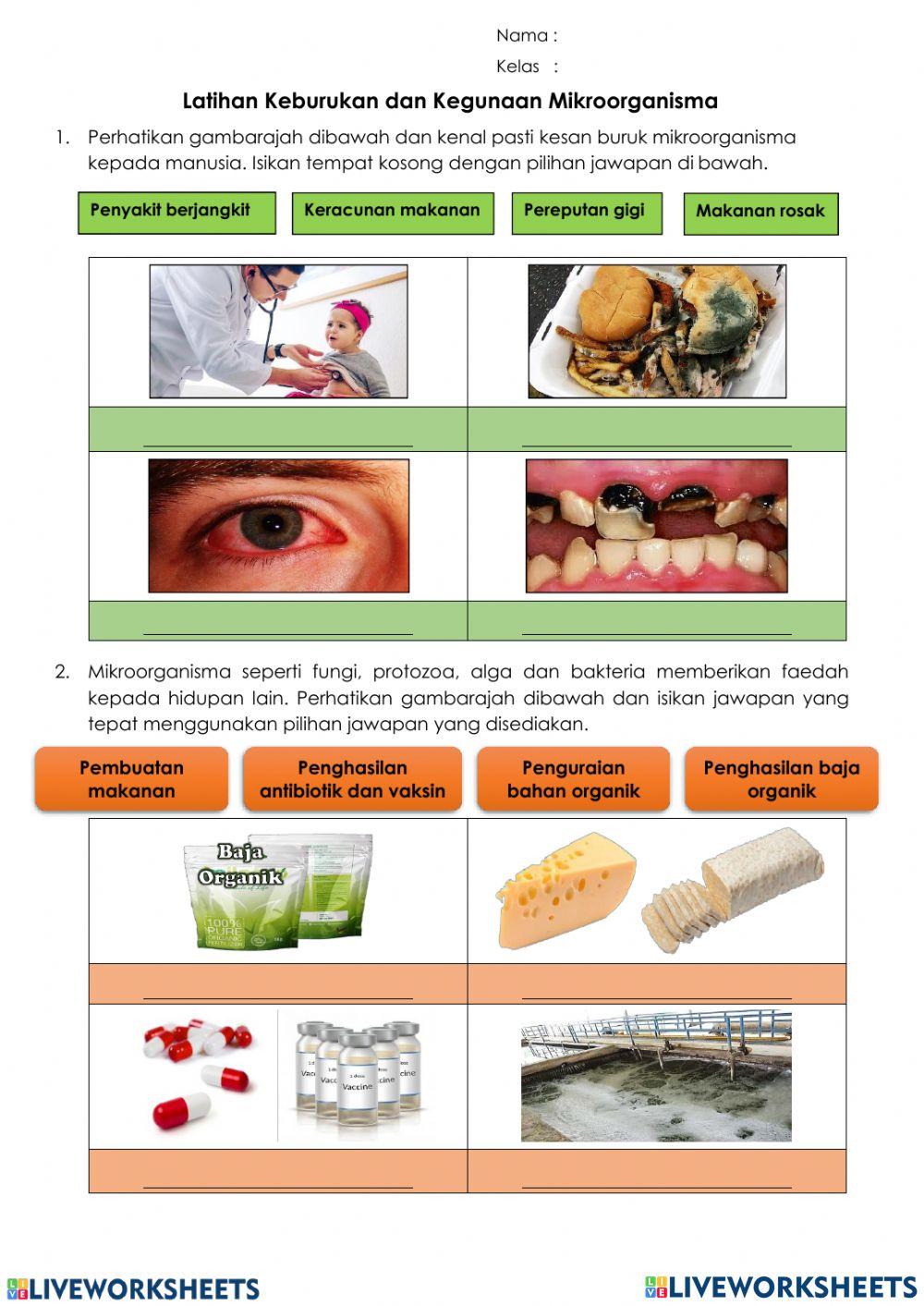 2.2 Kesan Buruk dan Faedah Mikroorganisma