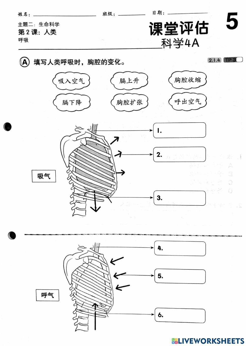 4年级科学（第2课：呼吸）