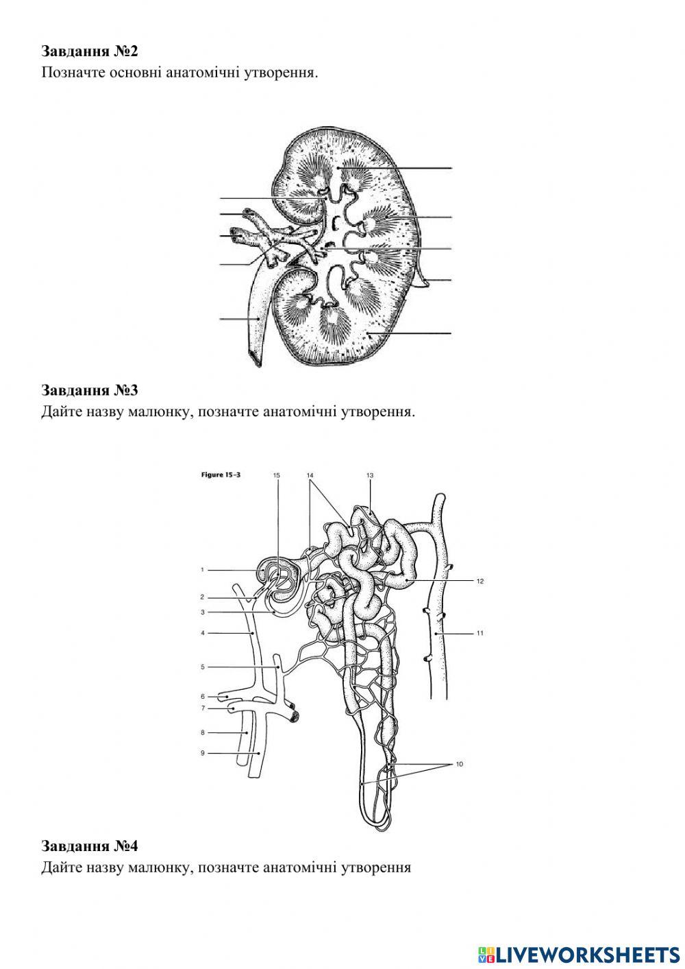 Практичне заняття №13