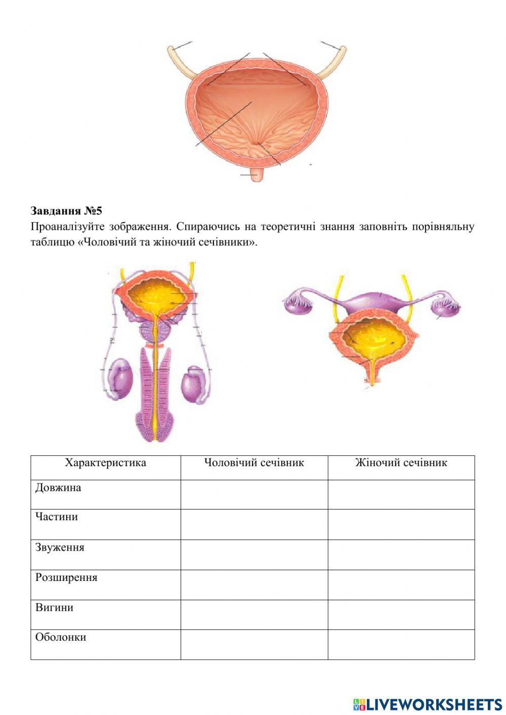 Практичне заняття №13