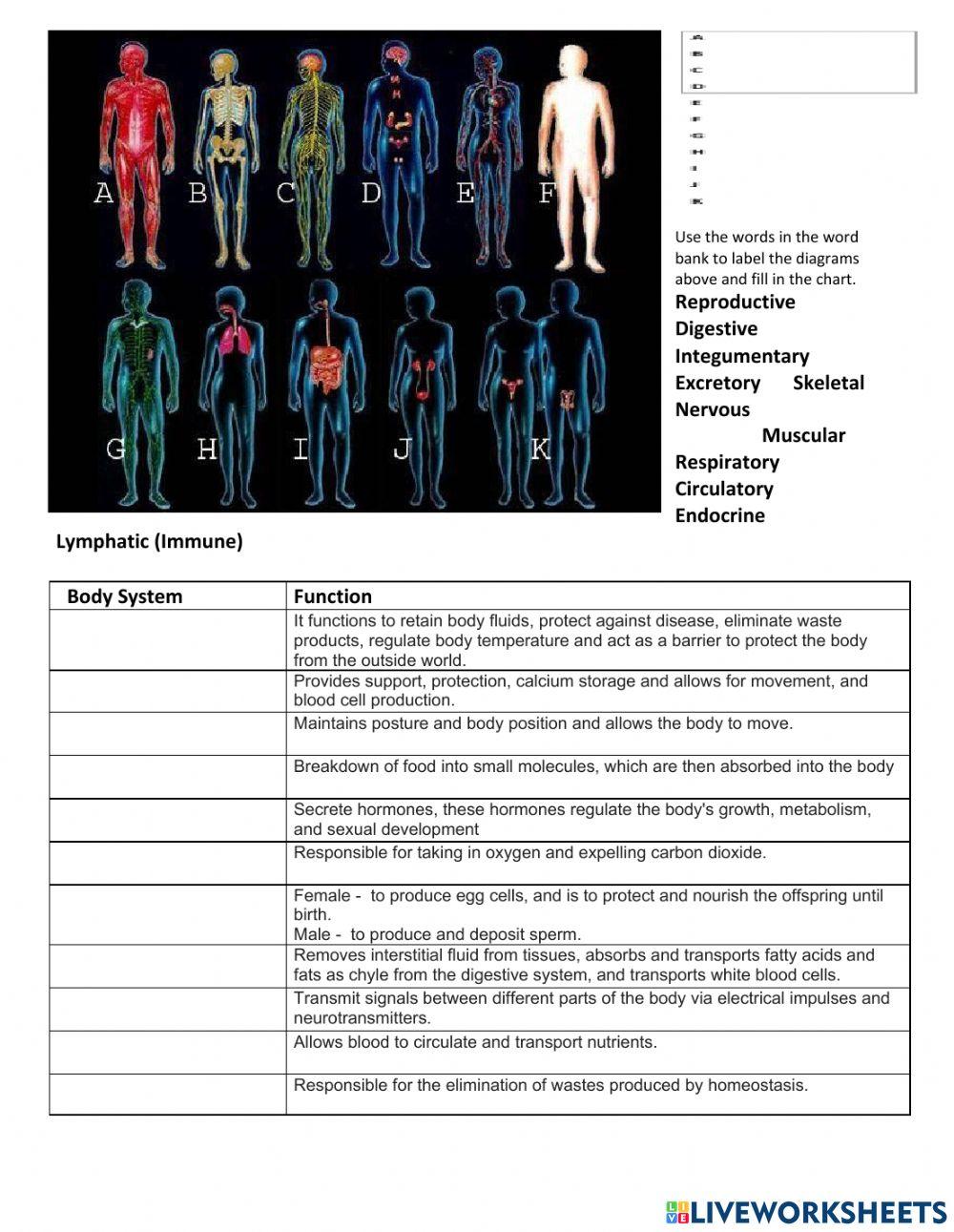Body Systems 2304 | vramirez26 | Live Worksheets