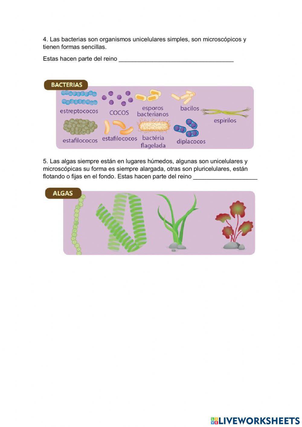 Cinco reinos de la naturaleza