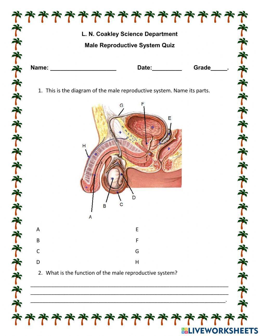 Male Reproductive System