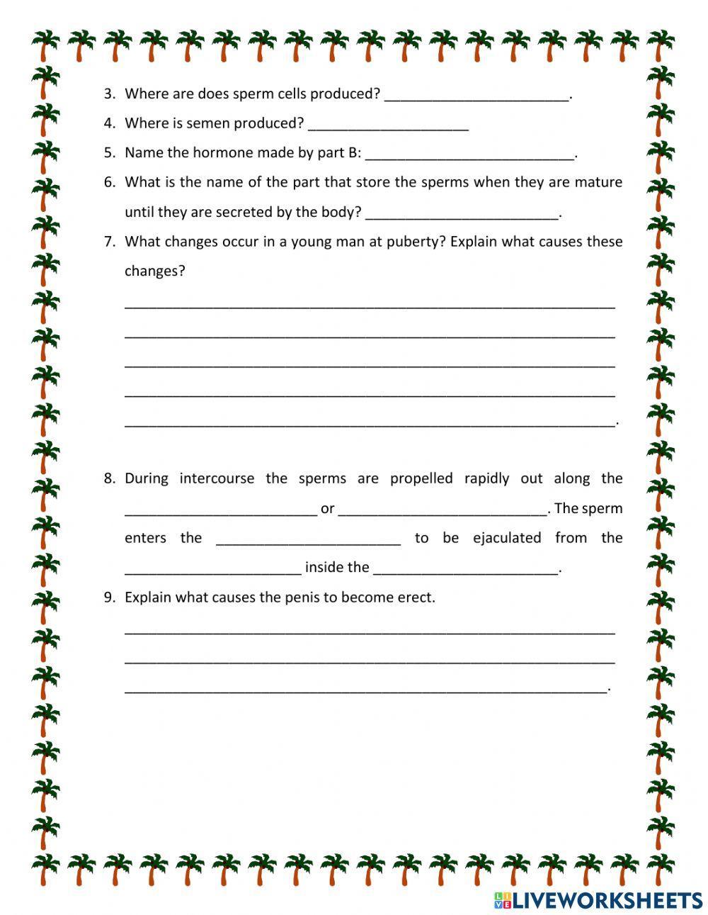 Male Reproductive System