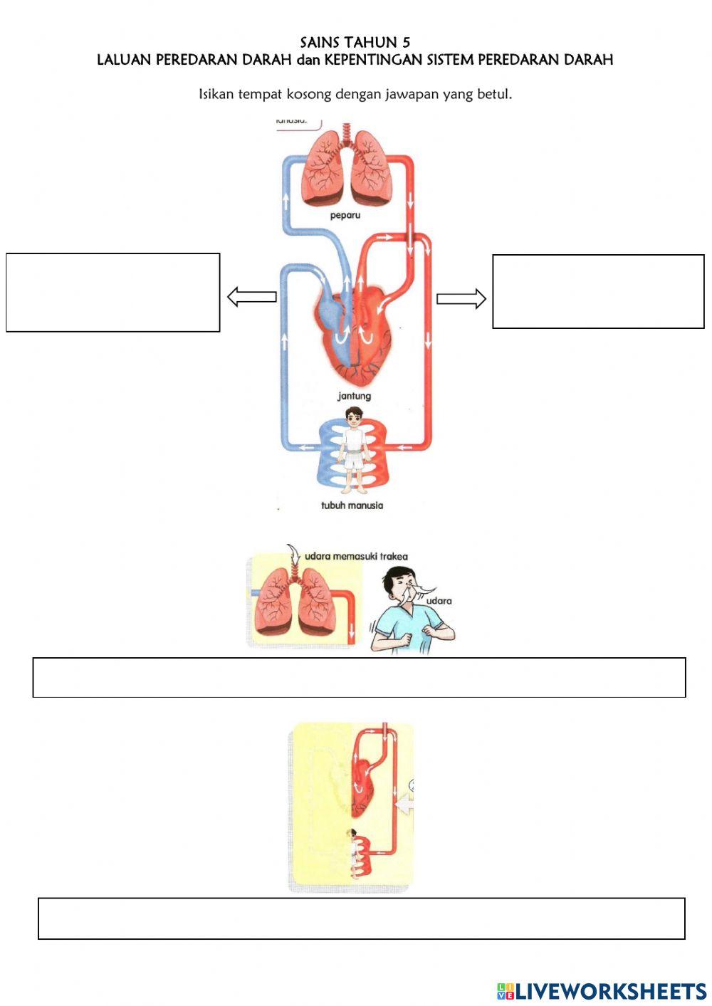 Laluan peredaran darah dan kepentingannya