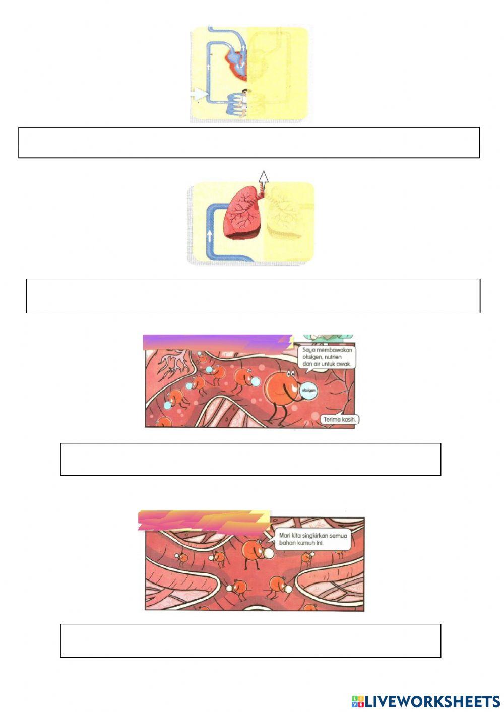 Laluan peredaran darah dan kepentingannya