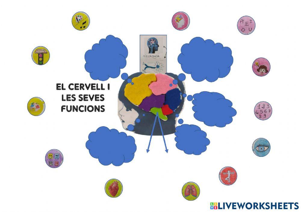 El cervell i les seves funcions