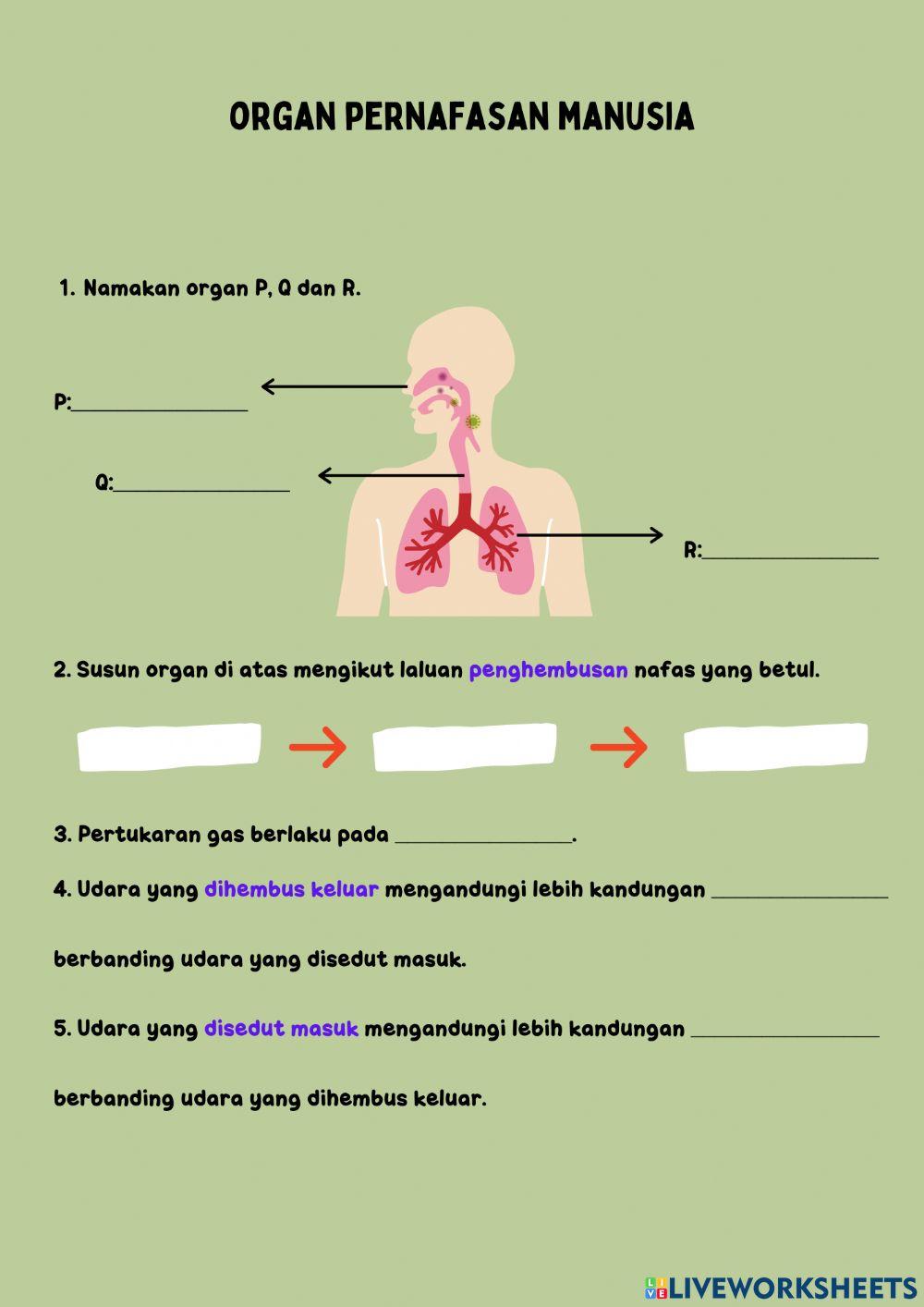 Organ pernafasan manusia