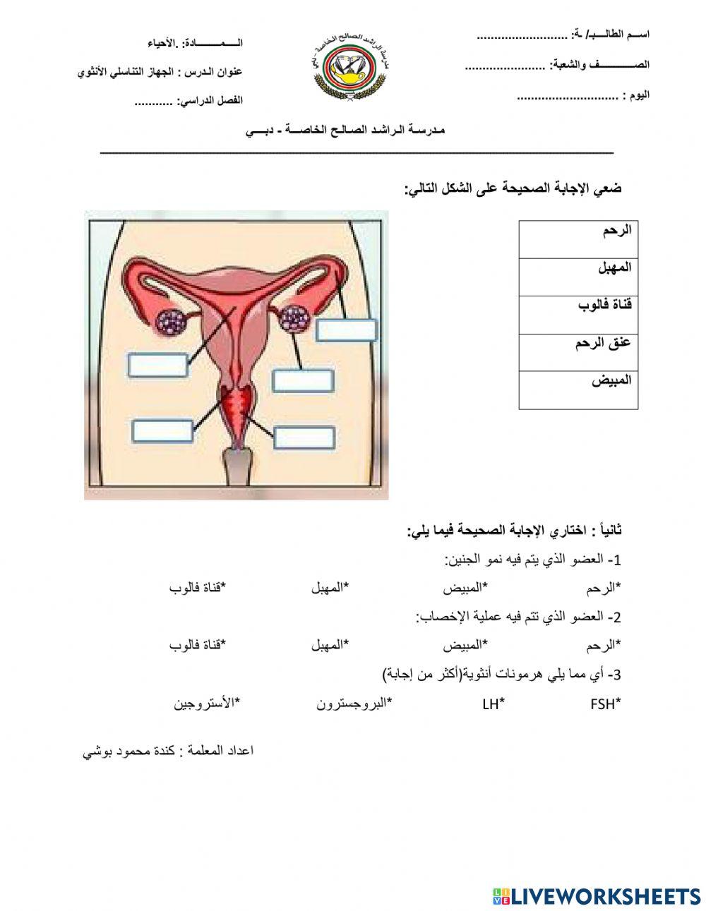 الجهاز التناسلي الأنثوي