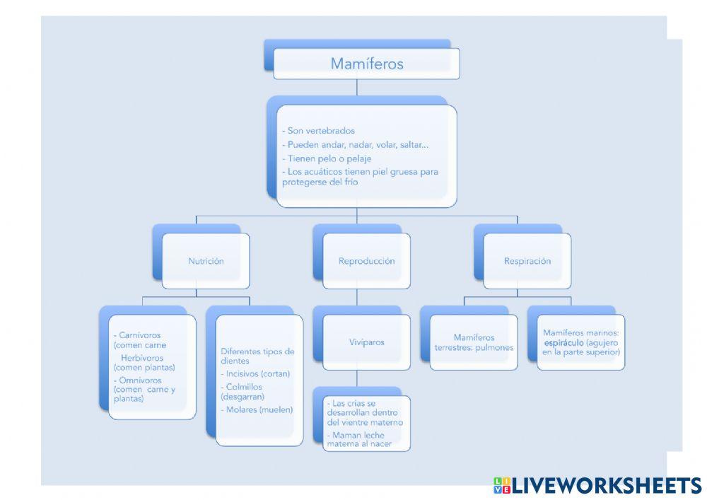 Esquema Mamíferos