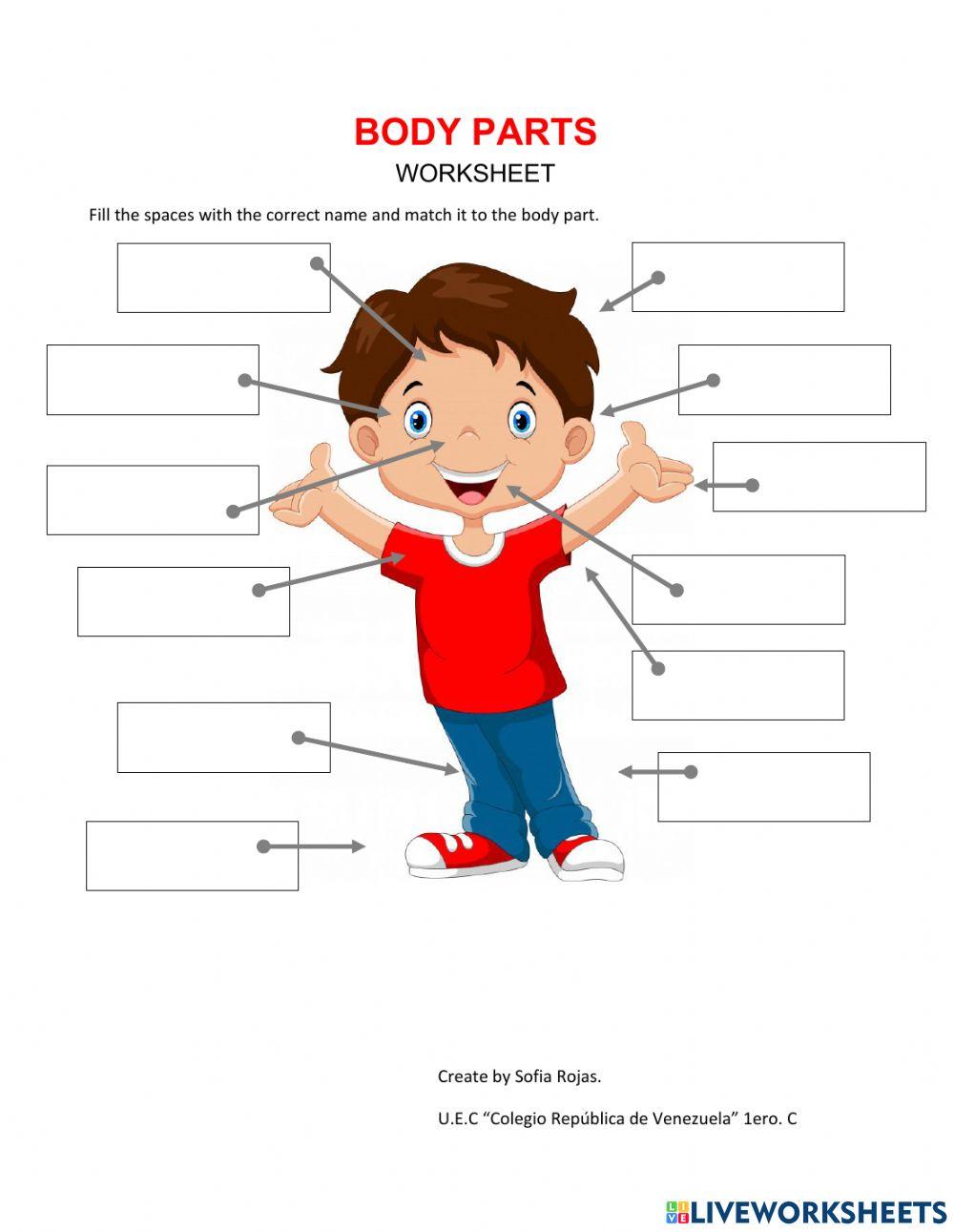 Body parts by sofia rojas