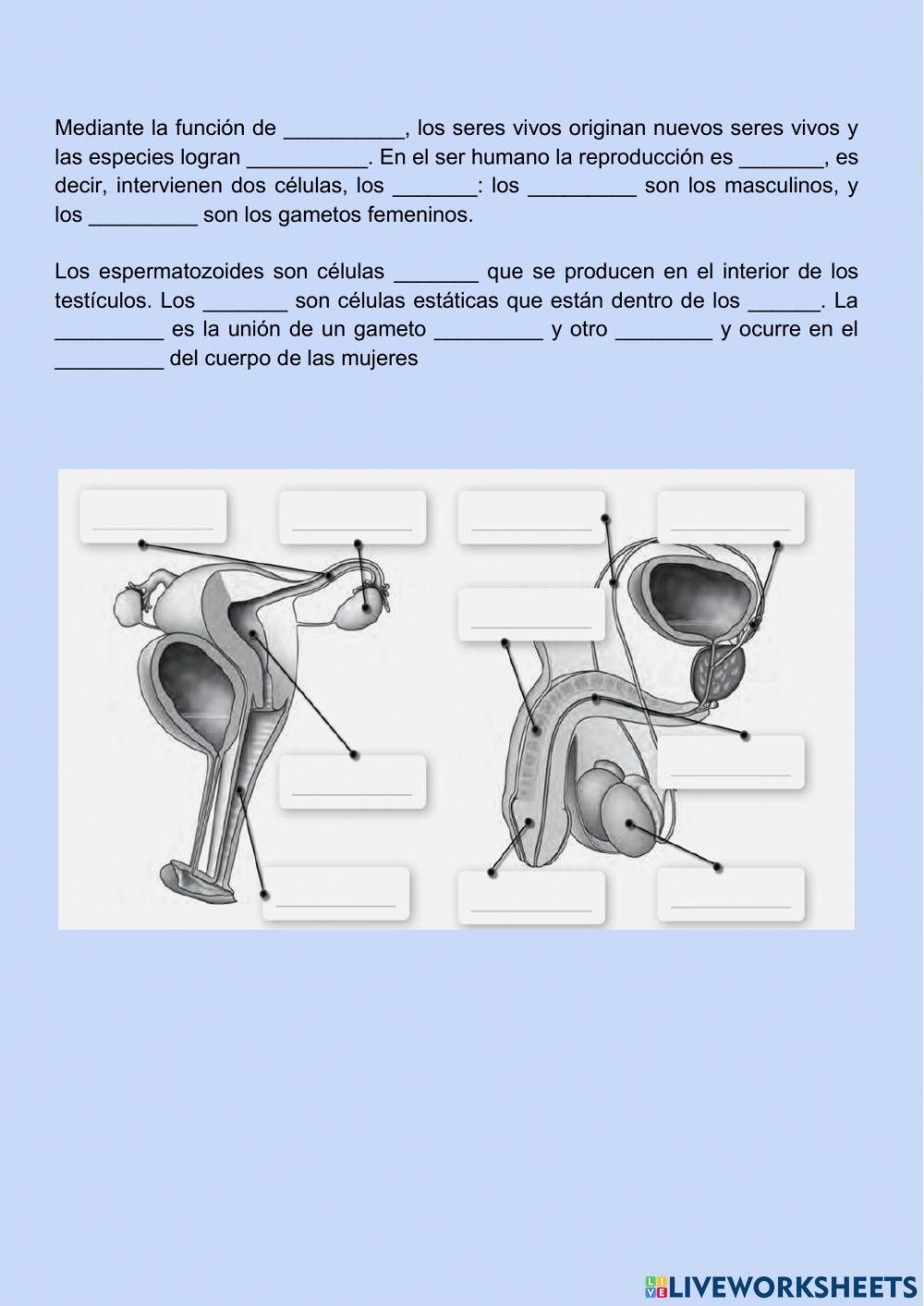 PASAPALABRA REPRODUCCIÓN HUMANA