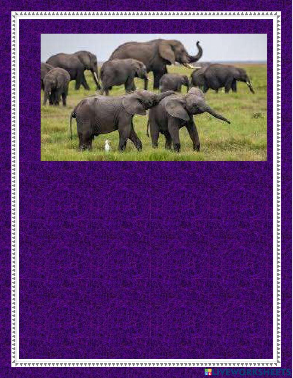 How many animals can you see?