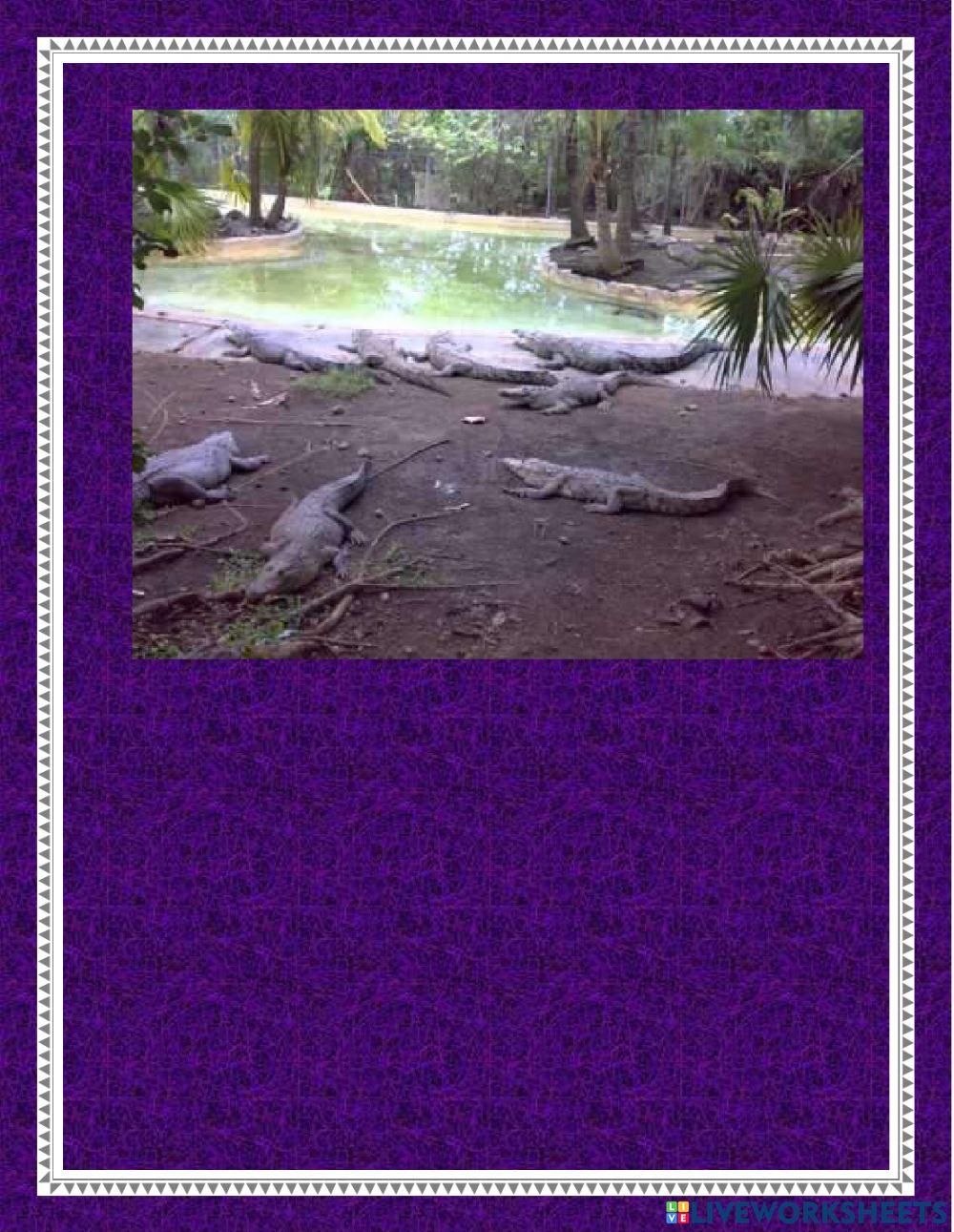 How many animals can you see?