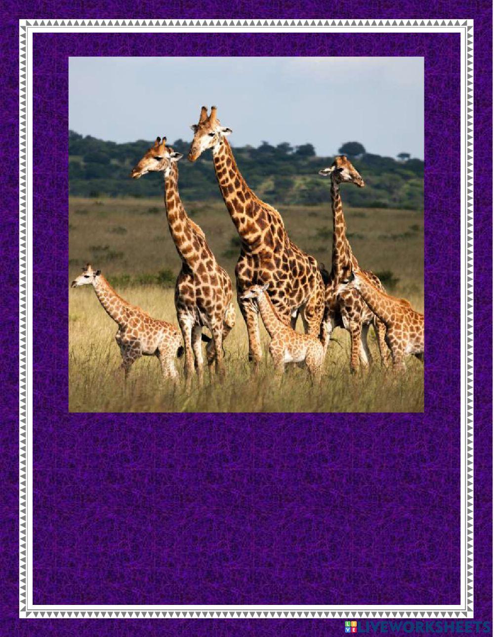 How many animals can you see?