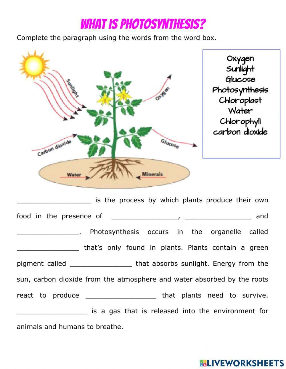 Photosynthesis Vs. Cellular Respiration