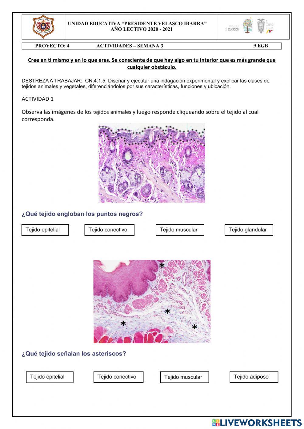 Tejidos Epitelial, Conectivo, Muscular y Nervioso