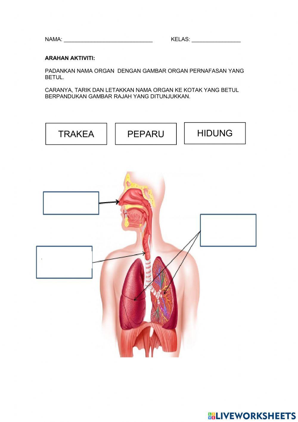 Organ pernafasan manusia