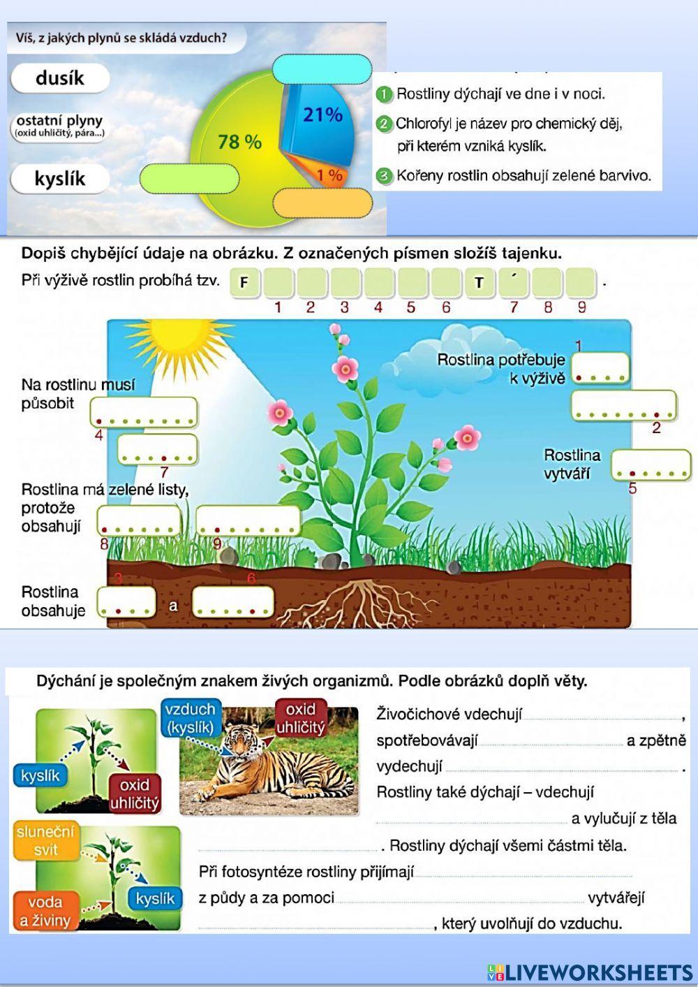 Vzduch a fotosyntéza