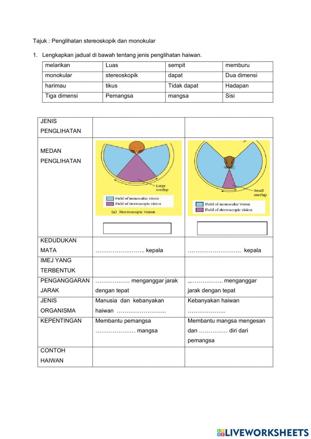 Penglihatan stereoskopik dan monokular