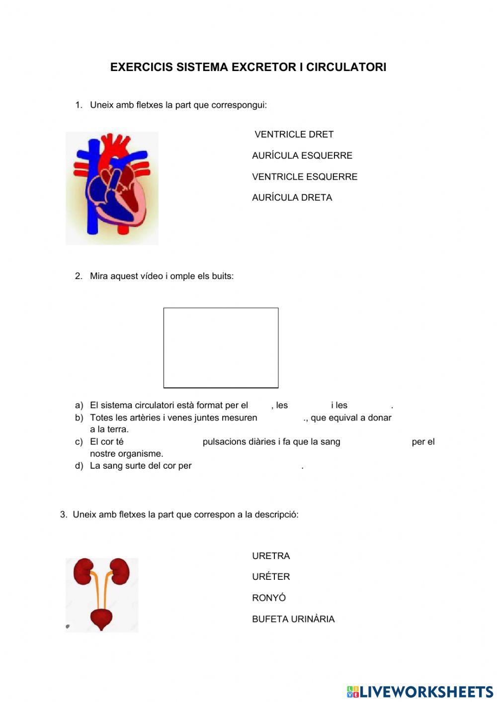 Sistema circulatori i excretor