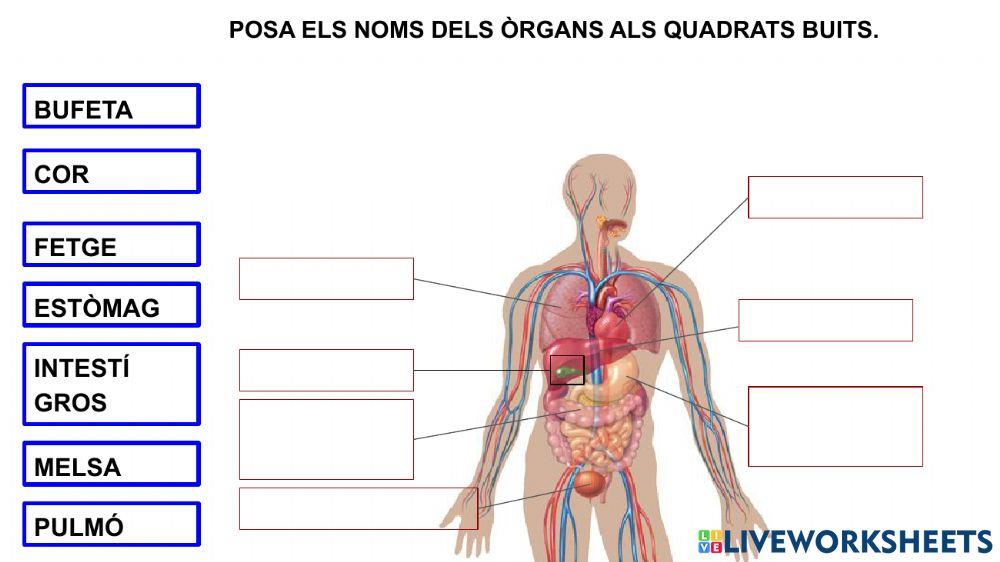 Alguns òrgans del cos