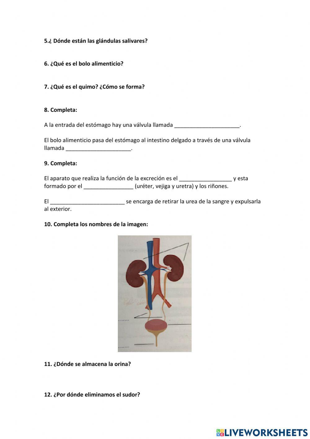 Repaso 3º ESO aparato digestivo