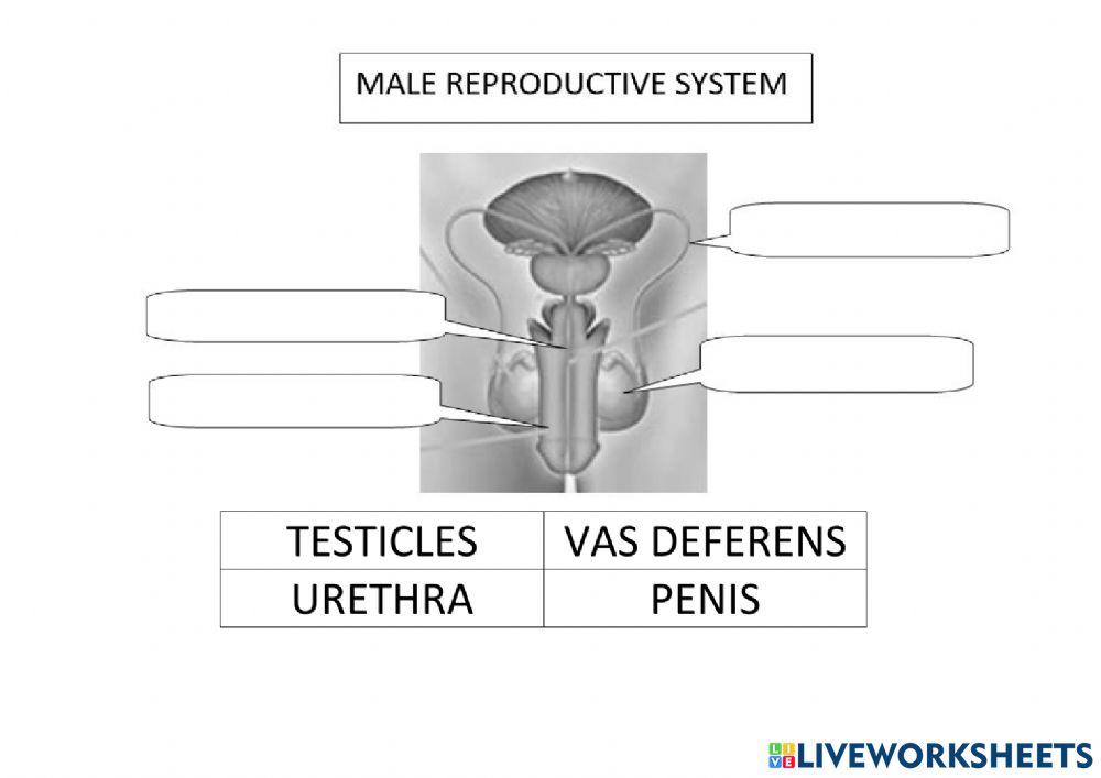 Reproductive and nervous system