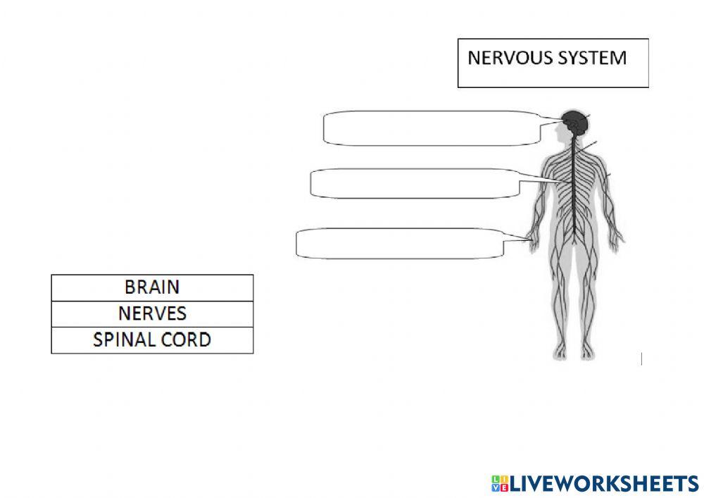 Reproductive and nervous system
