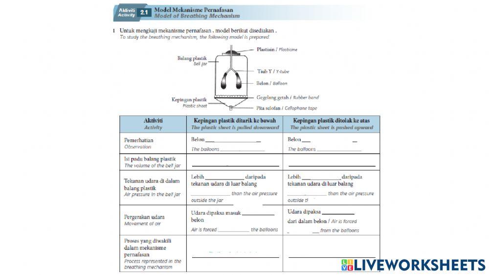 2.1 Human respiratory system