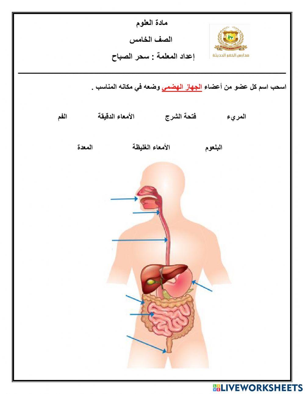 الجهاز الهضمي