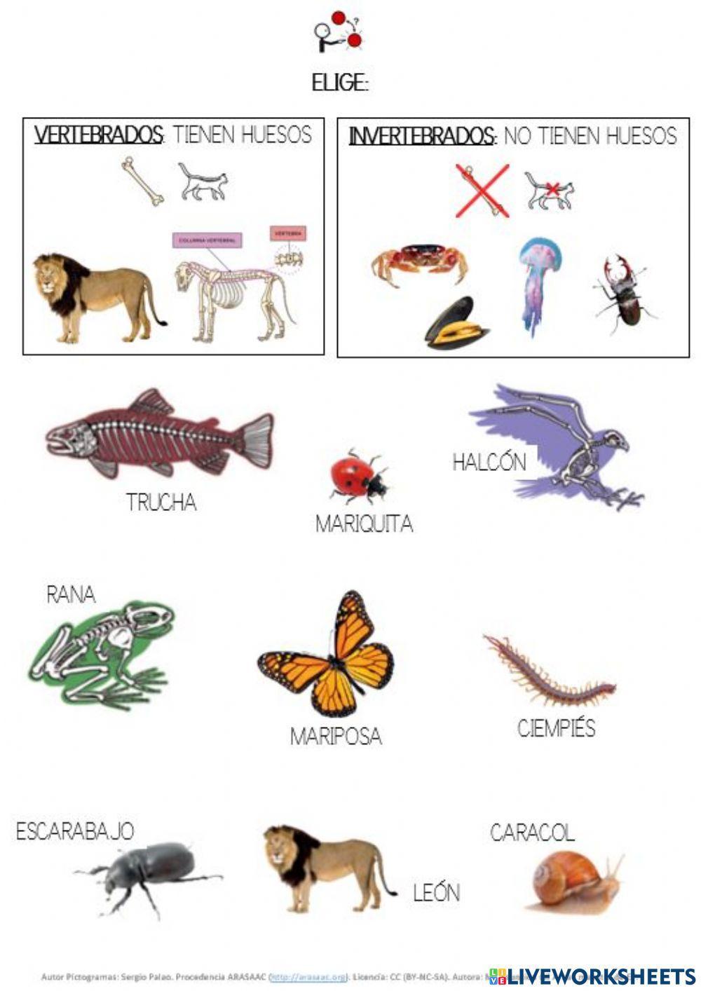 Clasifica animales vertebrados - invertebrados