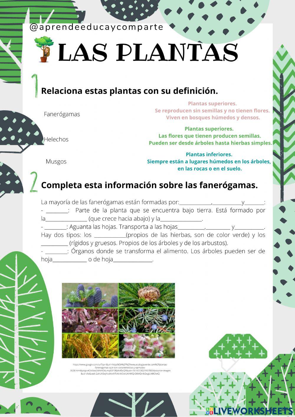 Las plantas (Parte 1)
