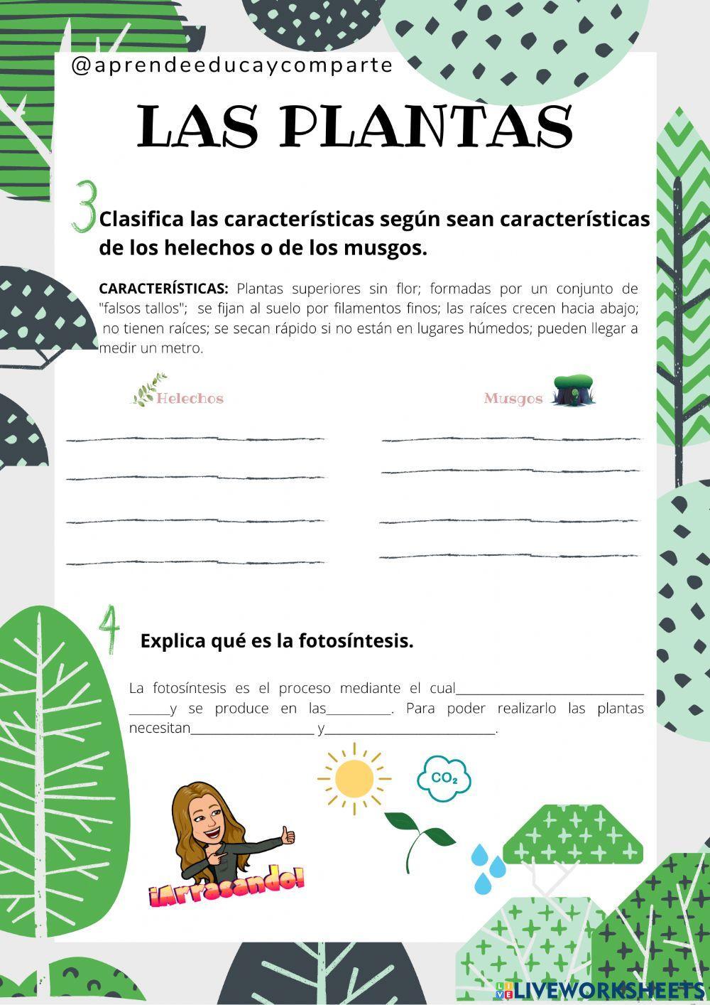 Las plantas (Parte 2)