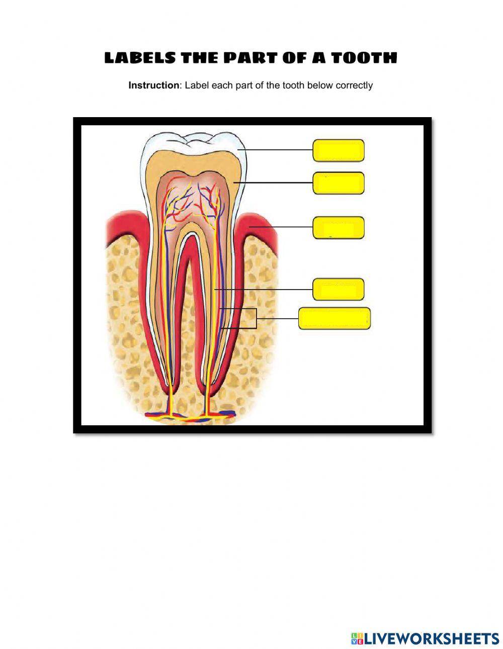 Structure of tooth