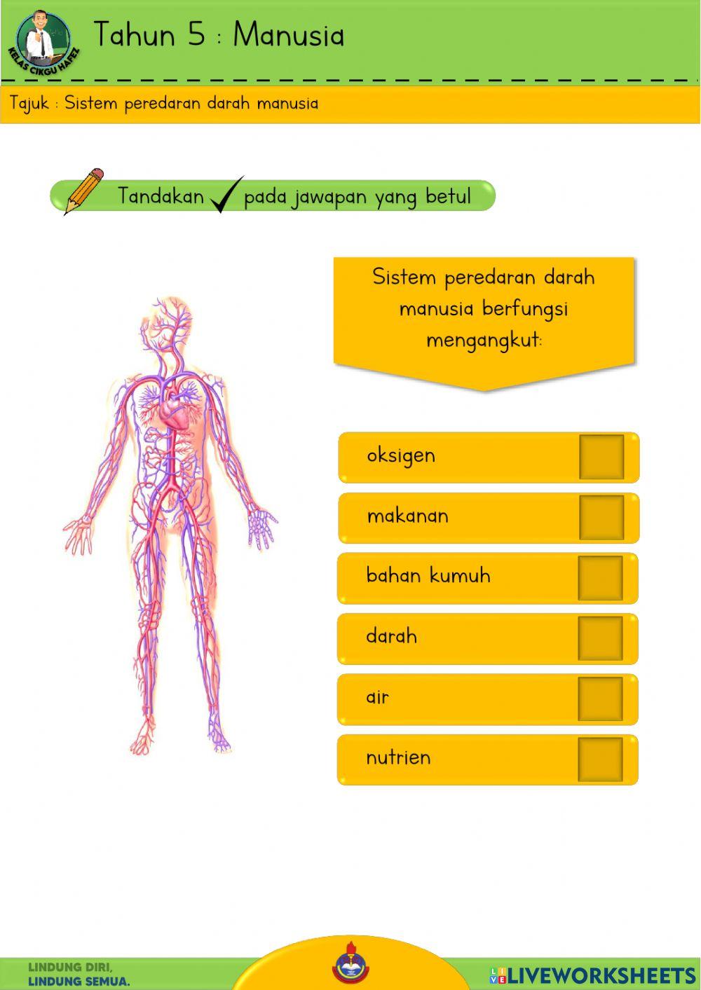 Sains T5 - Sistem peredaran darah manusia