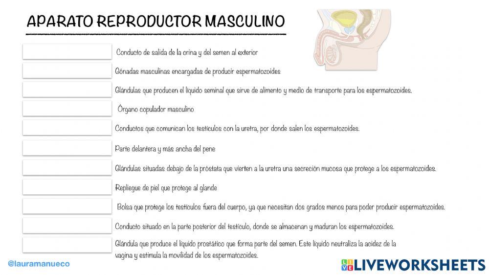 Aparato reproductor masculino 2