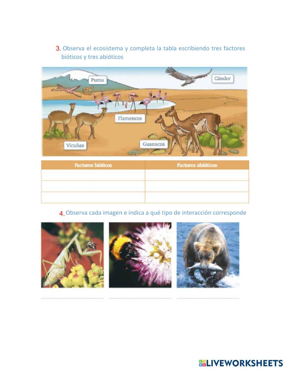 Componentes del ecosistema