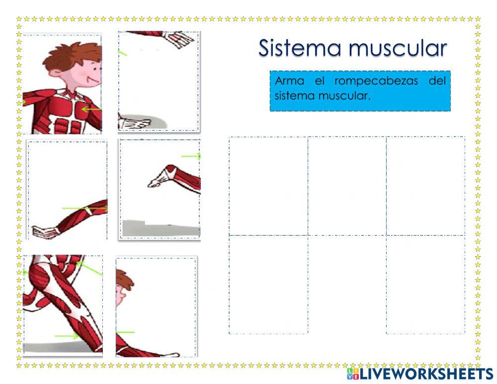 Rompecabezas de sistema muscular