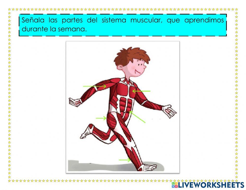 Rompecabezas de sistema muscular