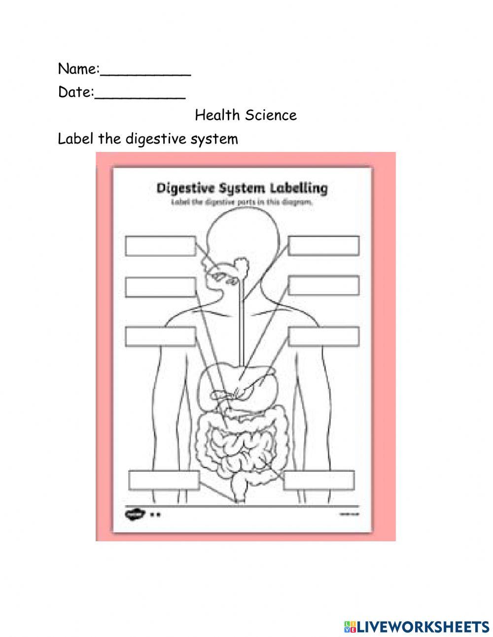 The digestive System