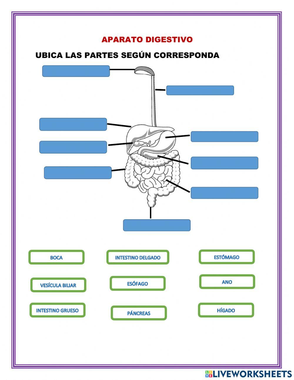 Aparatos y sistemas del cuerpo humano