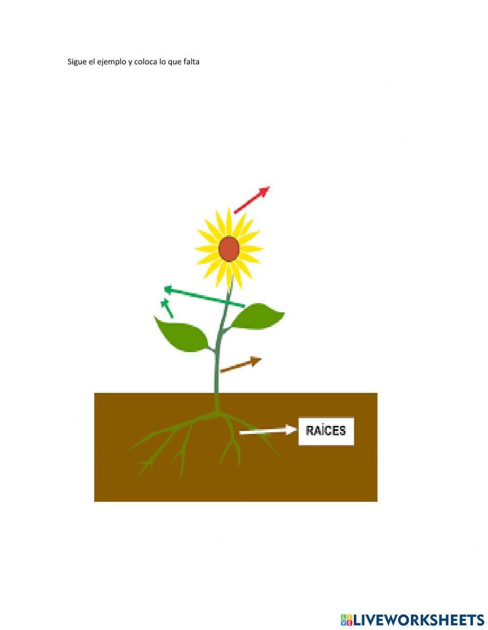 Las partes de la planta