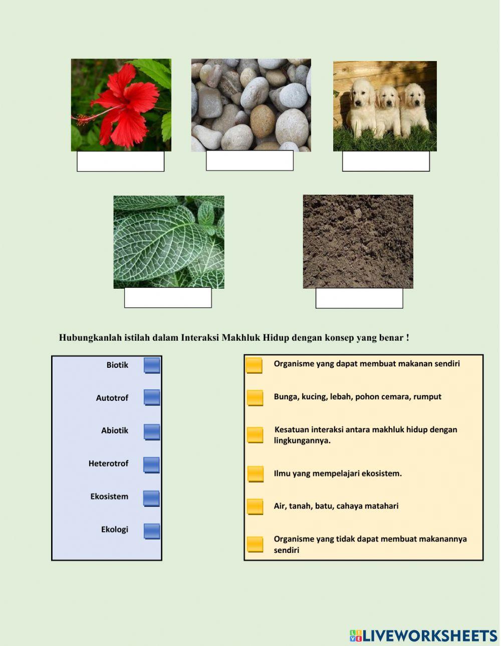 Pola Interaksi Mahluk Hidup edit