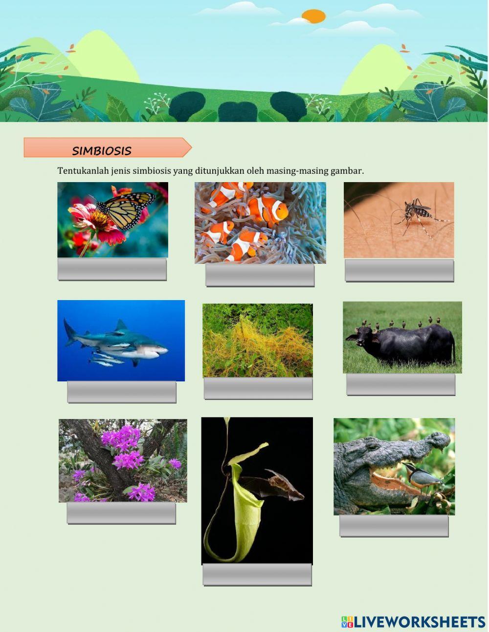 Pola Interaksi Mahluk Hidup edit