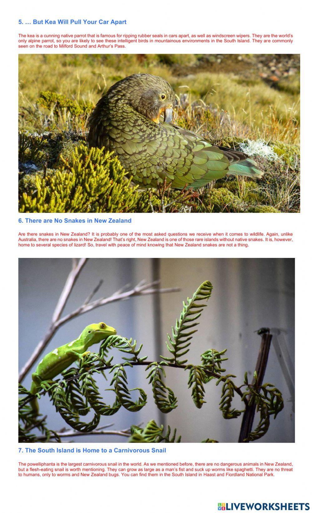 Ten Fun Facts About Wildlife in New Zealand