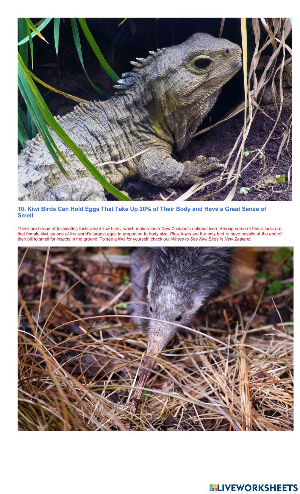 Ten Fun Facts About Wildlife in New Zealand