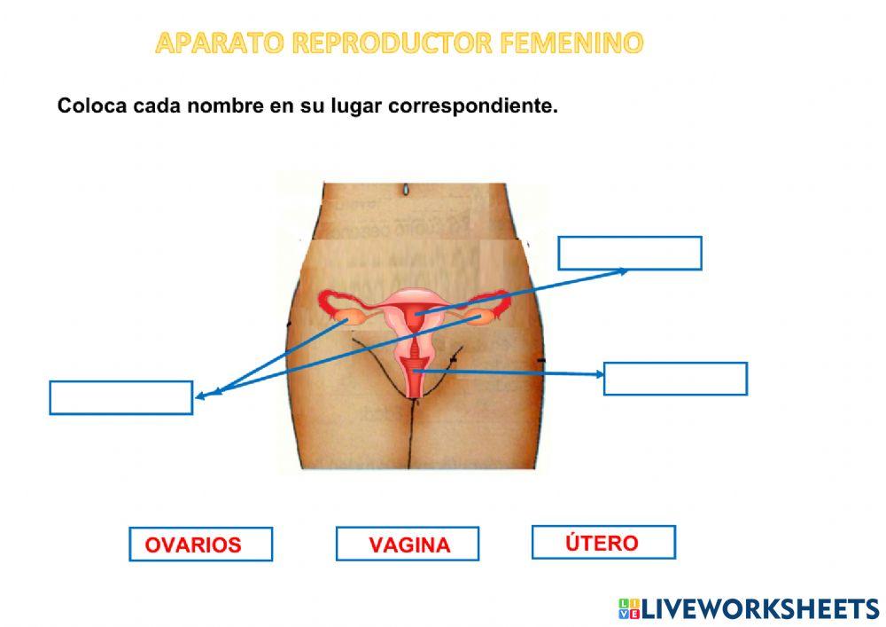 Aparato  reproductor femenino