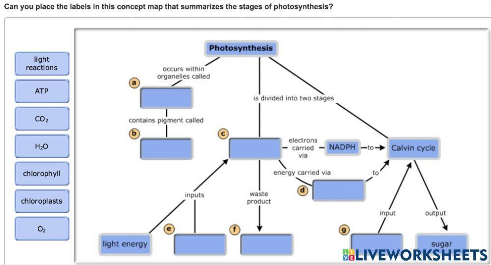 Photosynthesis - concept map